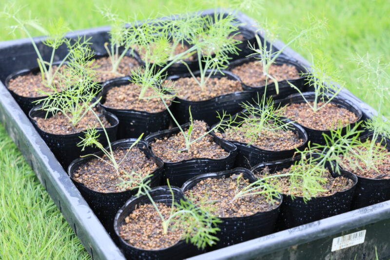 植えつけ適期のフェンネル苗