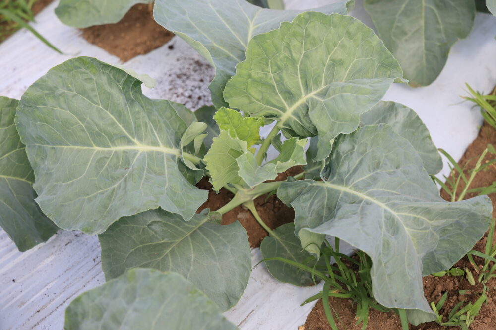 生育中のスノークラウン