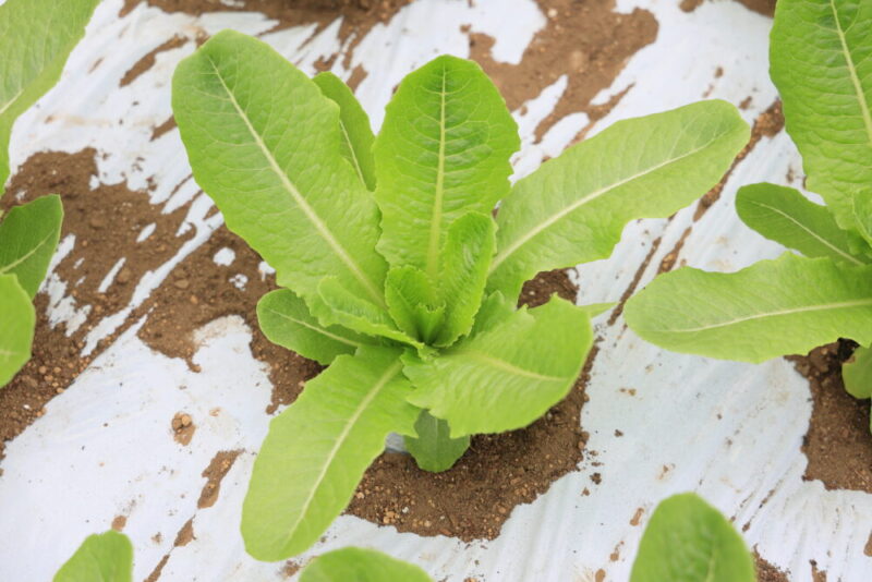 生育中のロメインレタス