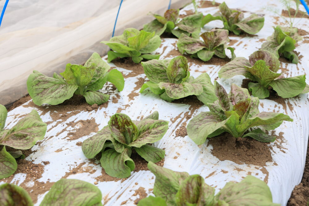 幅65cmの畝に３列で密植したトレビス