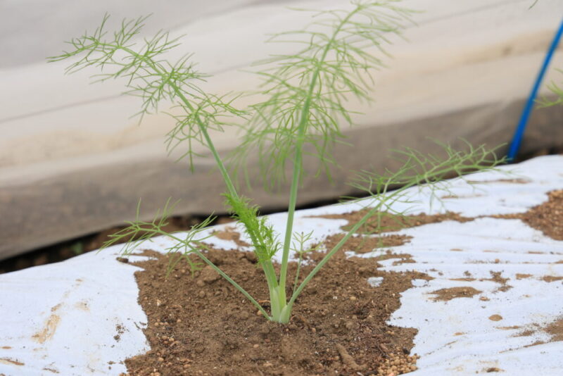 生育中のフェンネル