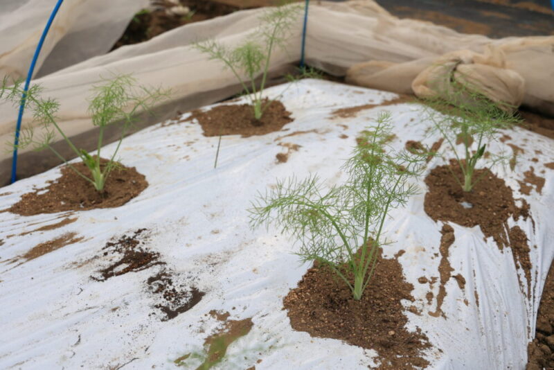 生育中のフェンネル