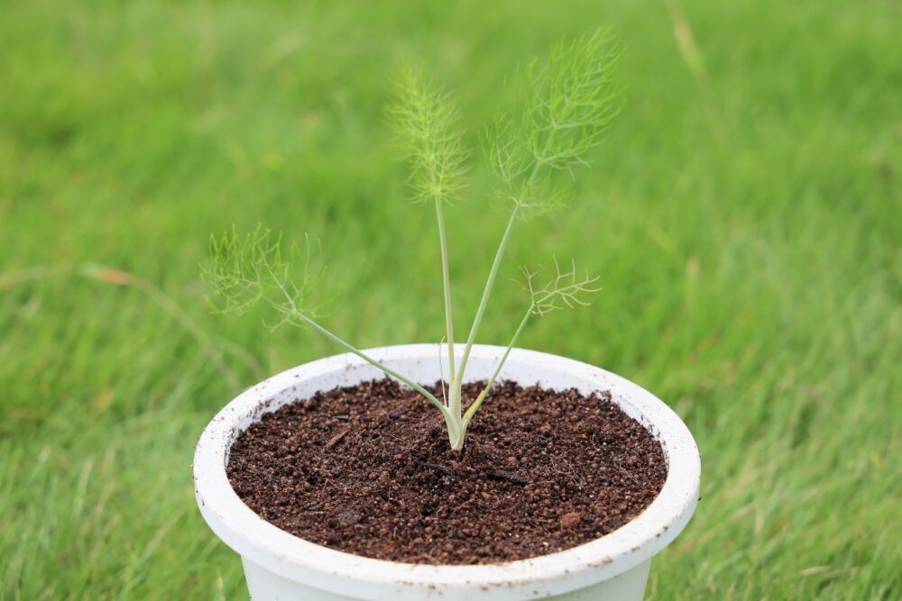 鉢に植えつけしたフェンネル