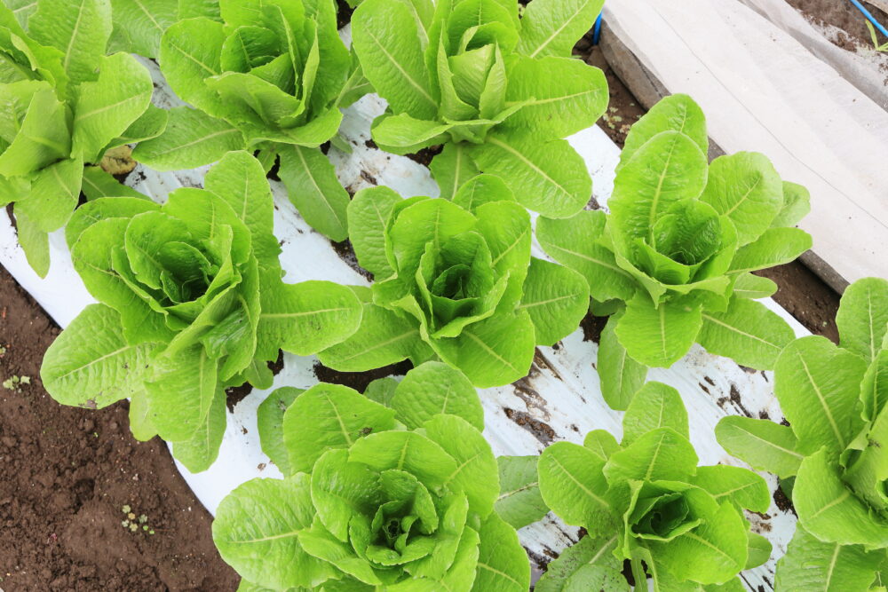 幅65cmの畝に３列植えしたロメインレタス