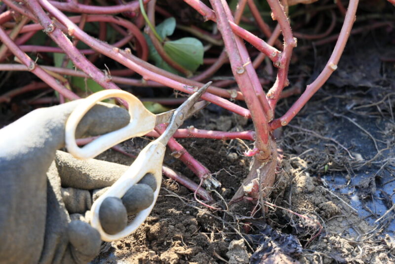 まず、ツルの根元を切る