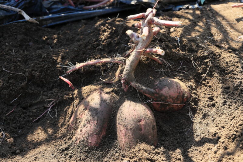 紅あずまの頭を出す