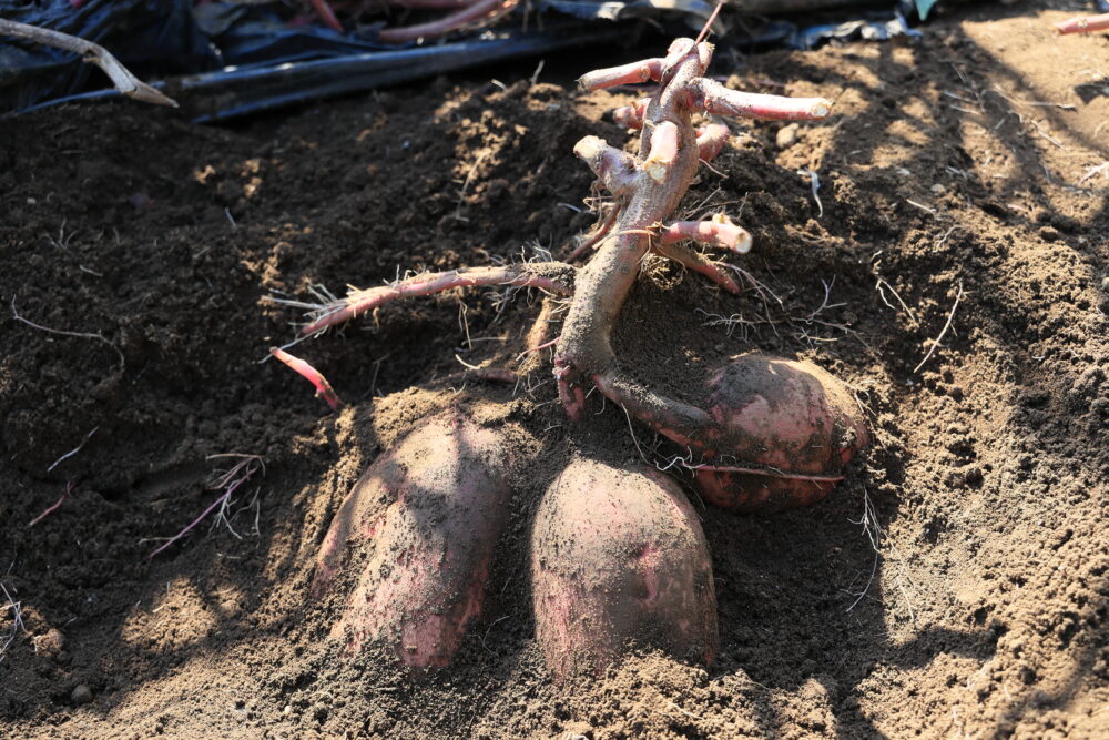 紅あずまの頭を土から出す