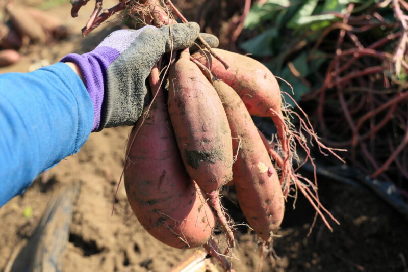 収穫した紅あずま