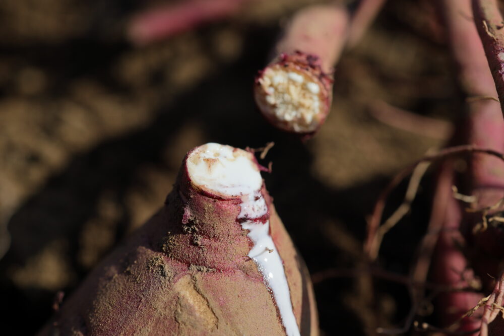 紅あずまの切り口から出てくる白い液体の正体は、「ヤラピン」と呼ばれる樹脂状の成分