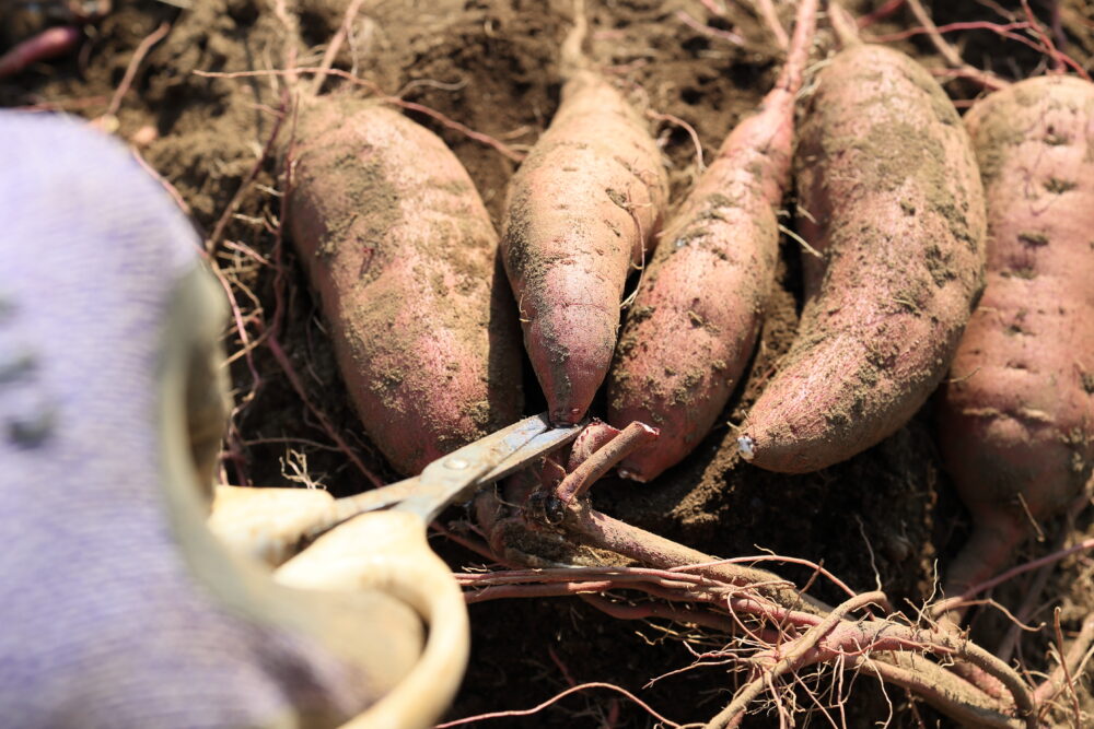 株元と紅あずまをハサミで切り離す