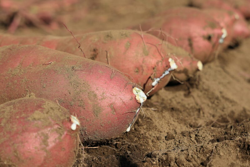 紅あずまの切り口を乾かす