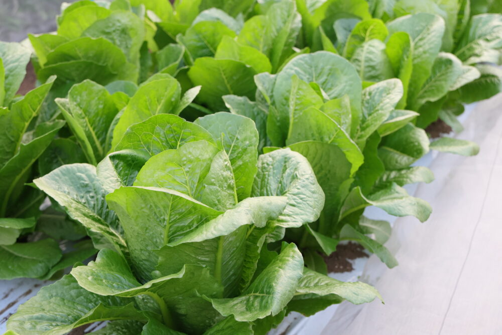 ロメインレタス