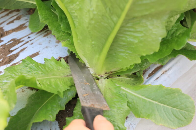 外葉と結球部の間に包丁を入れる