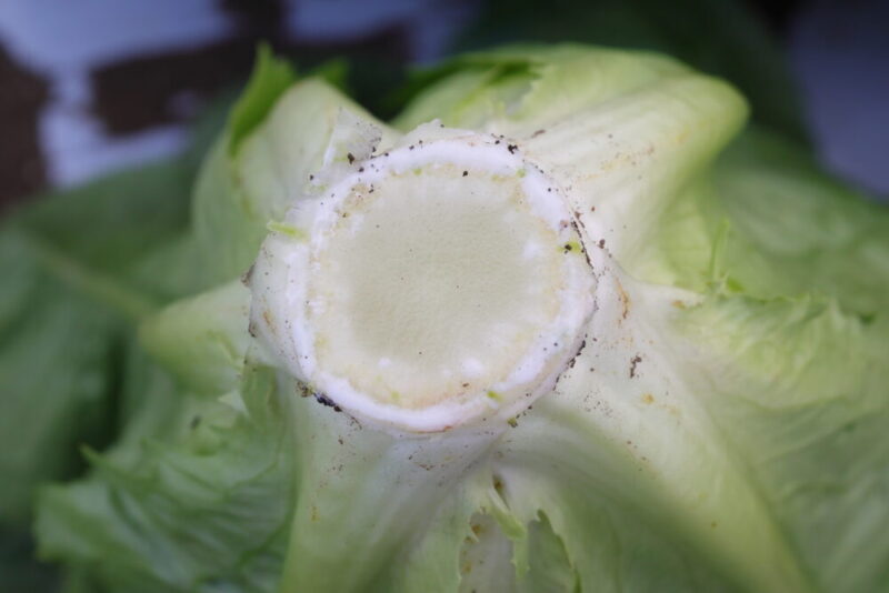 切り口から出た乳液