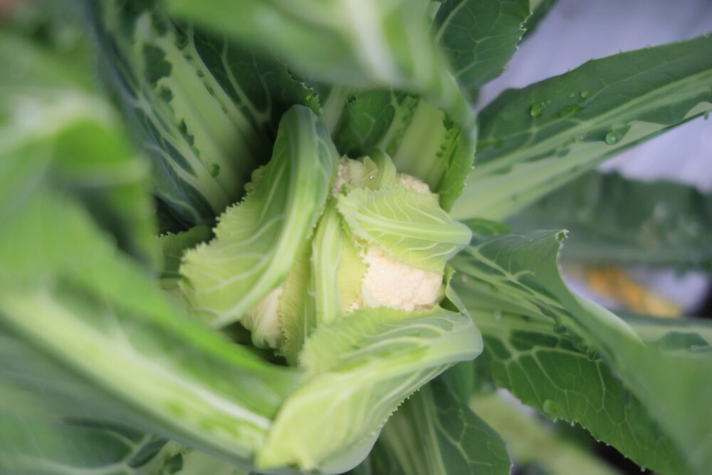 蕾が見え始めたカリフローレ