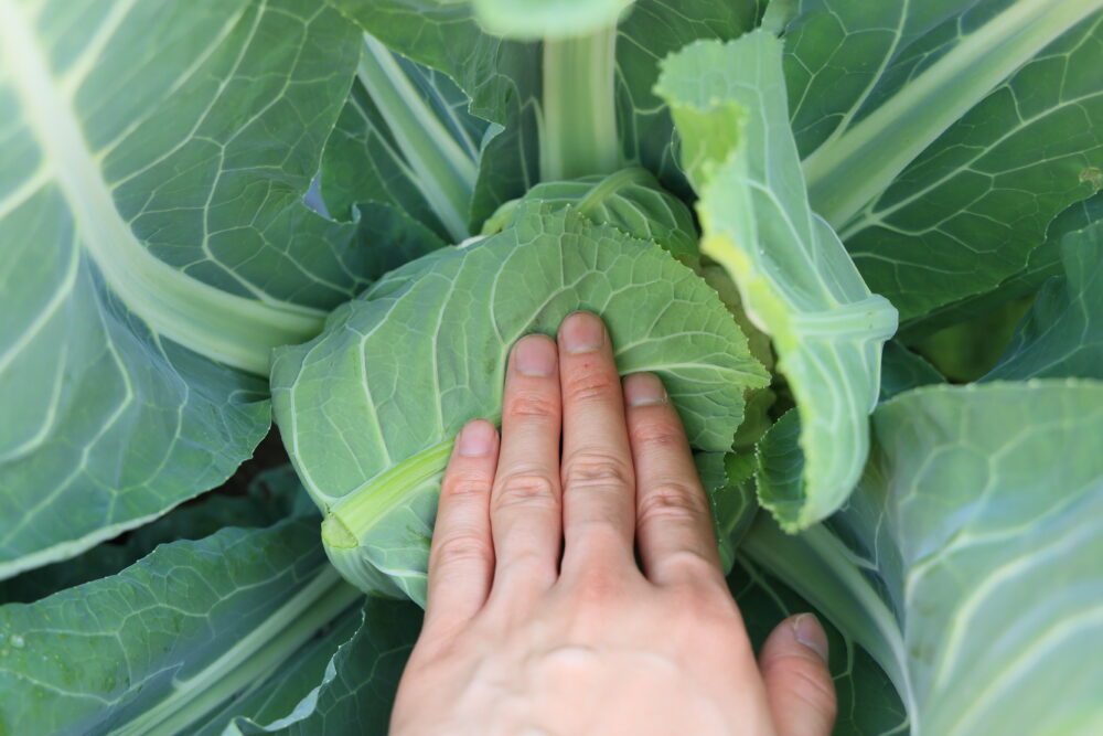 外葉で覆い遮光する