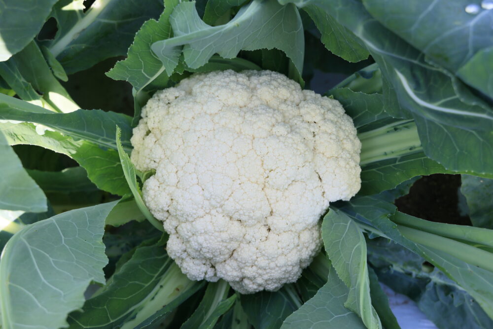 まだ蕾の間に十分な隙間が無いカリフローレ