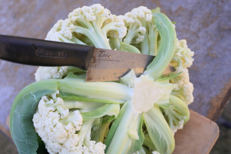 蕾の根元ぎりぎりに包丁を入れる