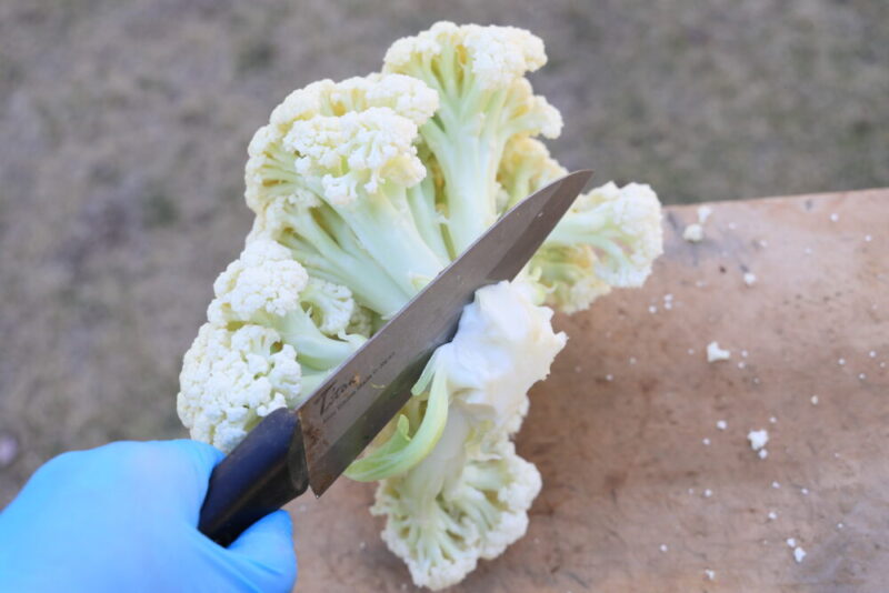 再び蕾の根元ぎりぎりに包丁を入れる