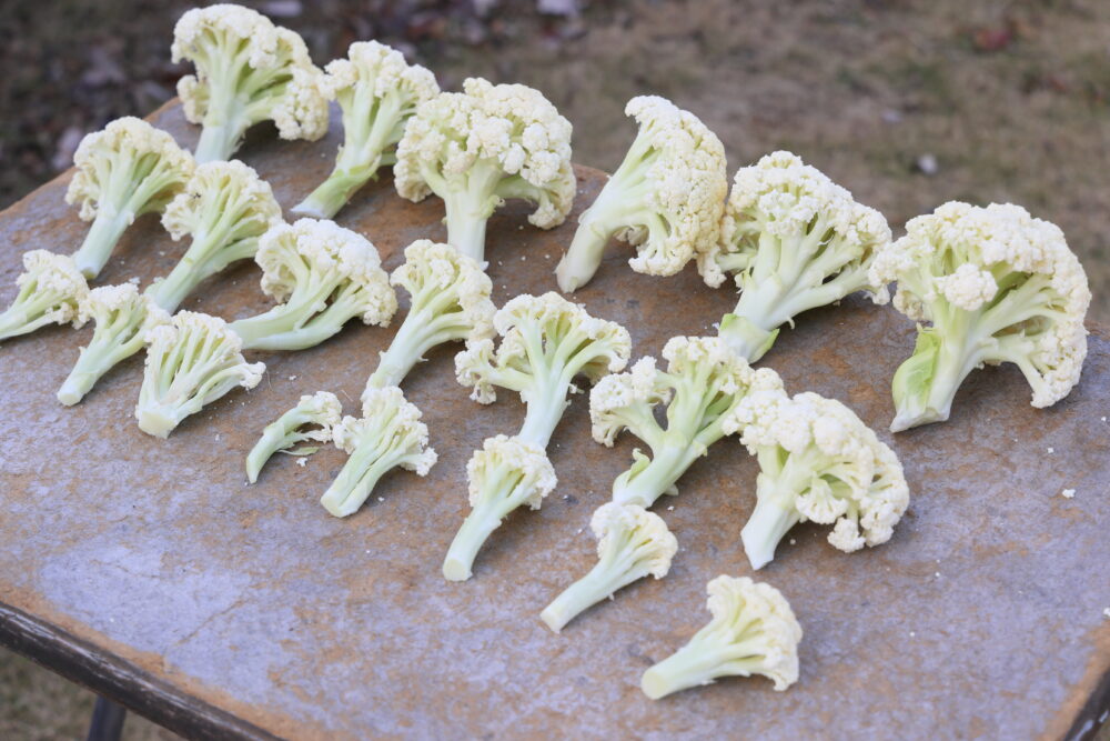 一つの蕾を多数にバラしたカリフローレ