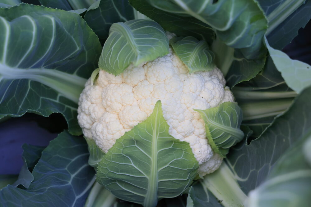 スノークラウン