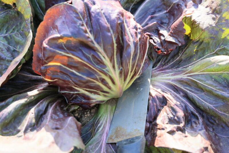 外葉と結球部の間に包丁を入れる