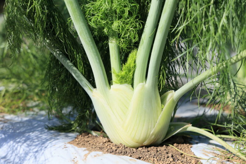 こぶし程の大きさになったフェンネルの茎