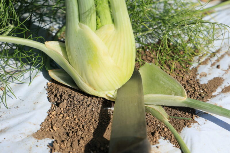 収穫適期のフェンネルは根元に包丁を入れて収穫