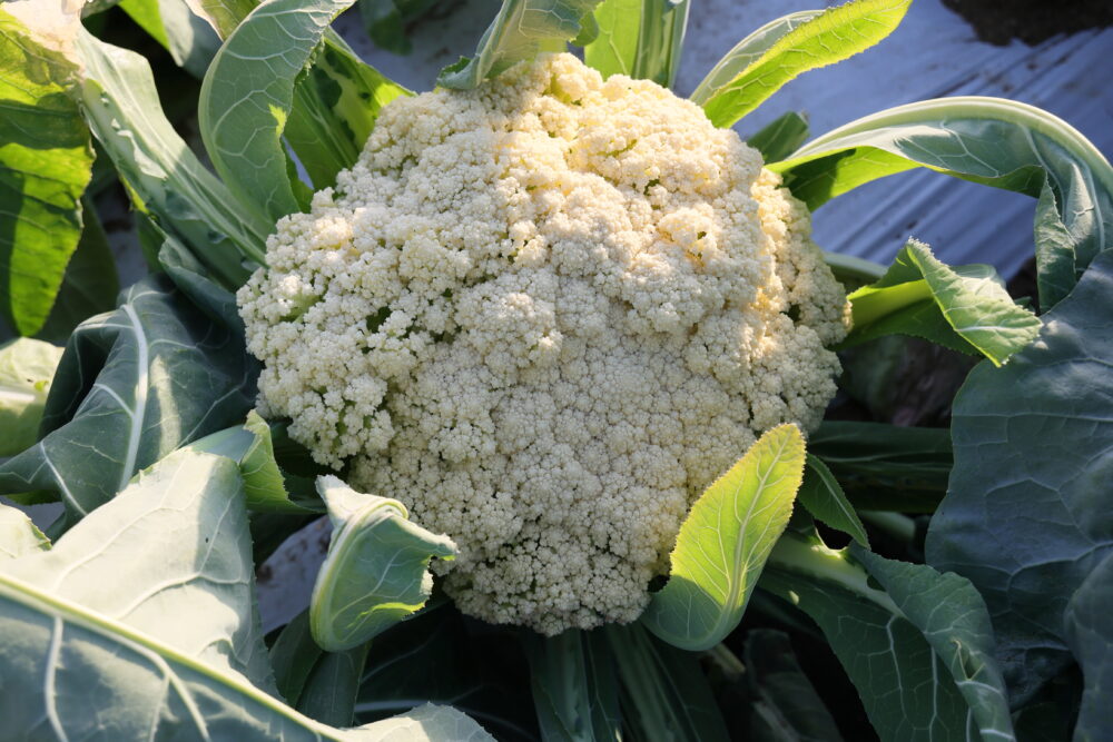 外葉で覆わずクリーム色っぽくなったカリフローレ