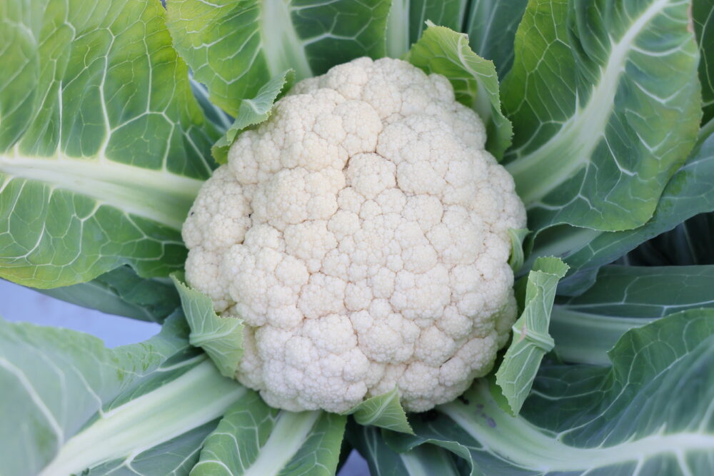 日光を当てたスノークラウン