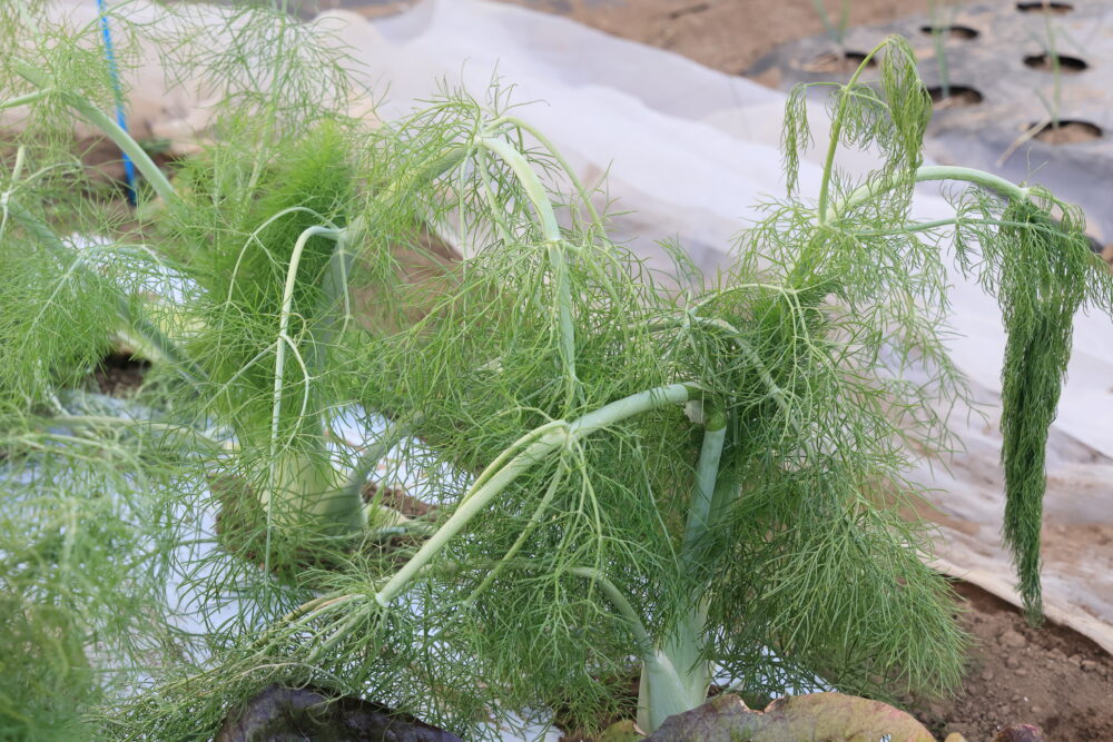 霜に当たって葉がしおれたフェンネル