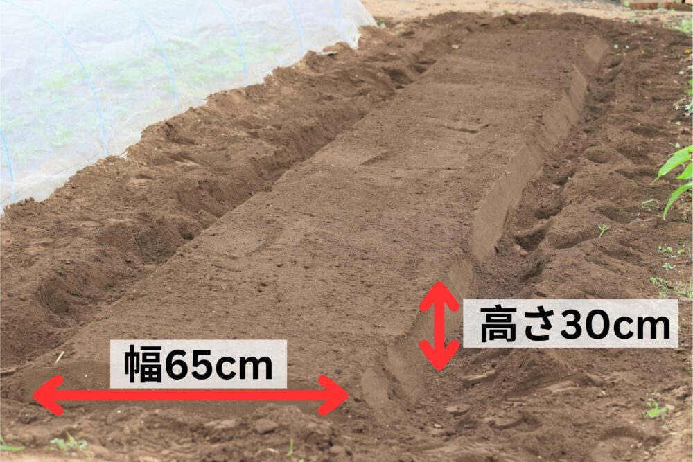 紅あずま栽培は高畝にする