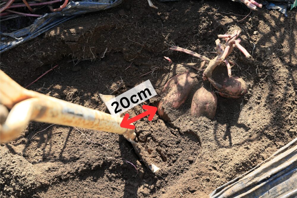 紅あずまの外側20cmにスコップを入れて掘り起こす