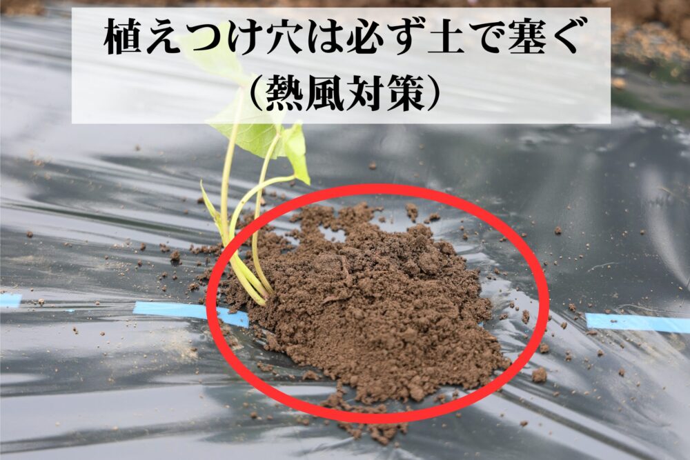 紅あずま苗の植えつけ穴は必ず土で塞ぐ