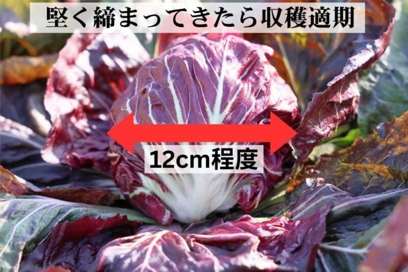 トレビスは直径12cm程度で収穫適期