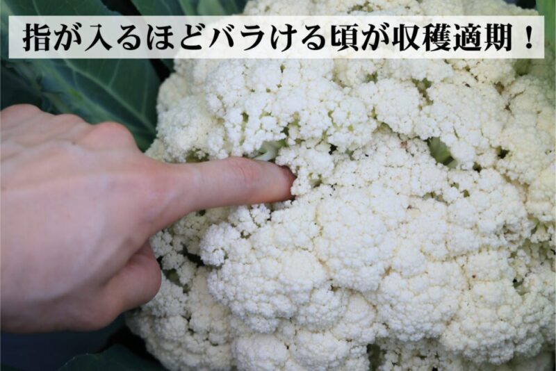 指が入るほど隙間ができたカリフローレ