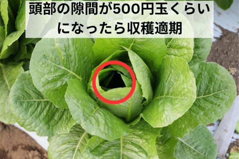 収穫適期のロメインレタス