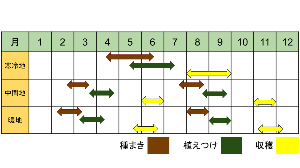 トレビスの栽培カレンダー