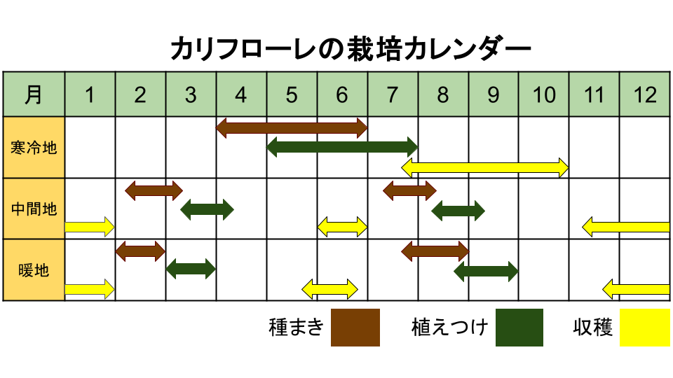 カリフローレの栽培カレンダー