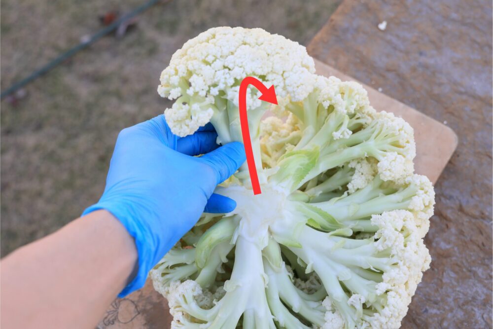 蕾を一つずつ内側に倒してポキッと折る