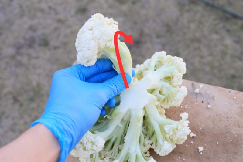 再び蕾を一つずつ内側に倒してポキッと折る