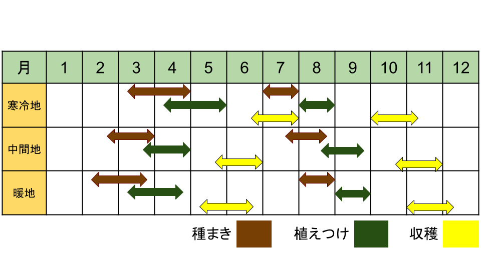ロメインレタスの栽培カレンダー（地域別）