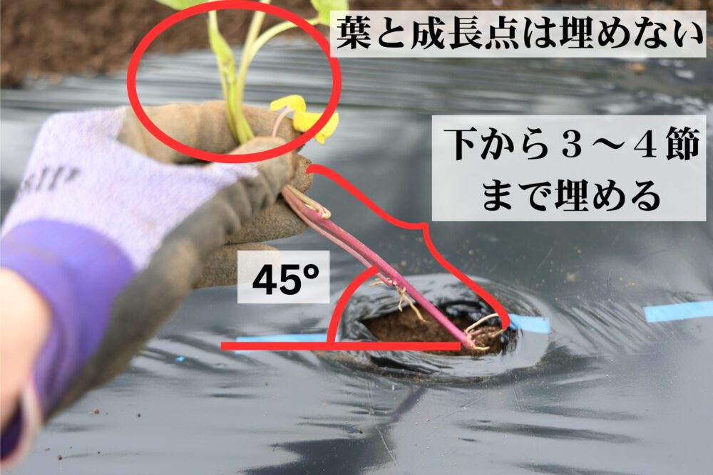 紅あずま苗を斜め45°に下から3~4節まで埋める