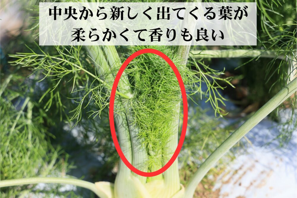 フェンネルは中央の成長点から出てくる新しい葉を摘み取るのがオススメ