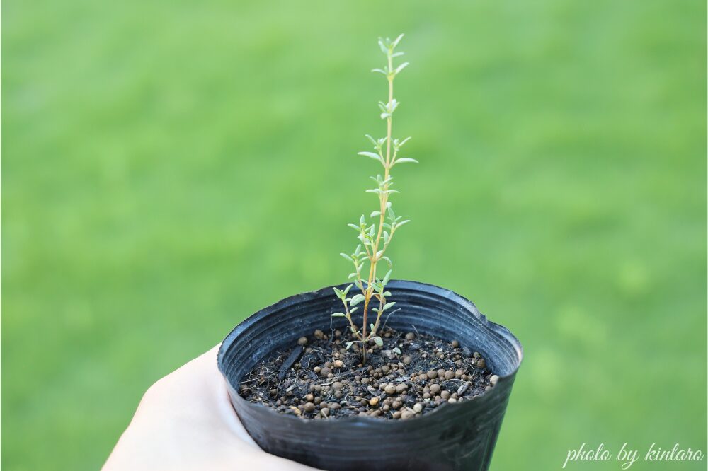 植え付け適期のタイム苗