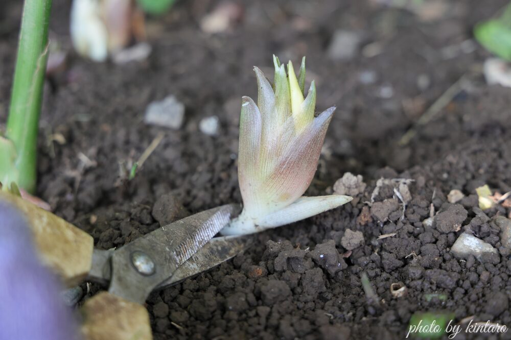 花ミョウガを収穫する様子