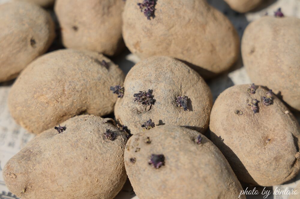 浴光催芽中のインカのめざめ