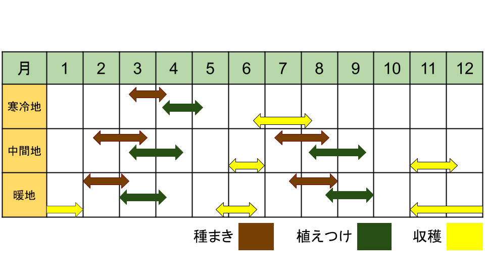 キャベツの栽培カレンダー