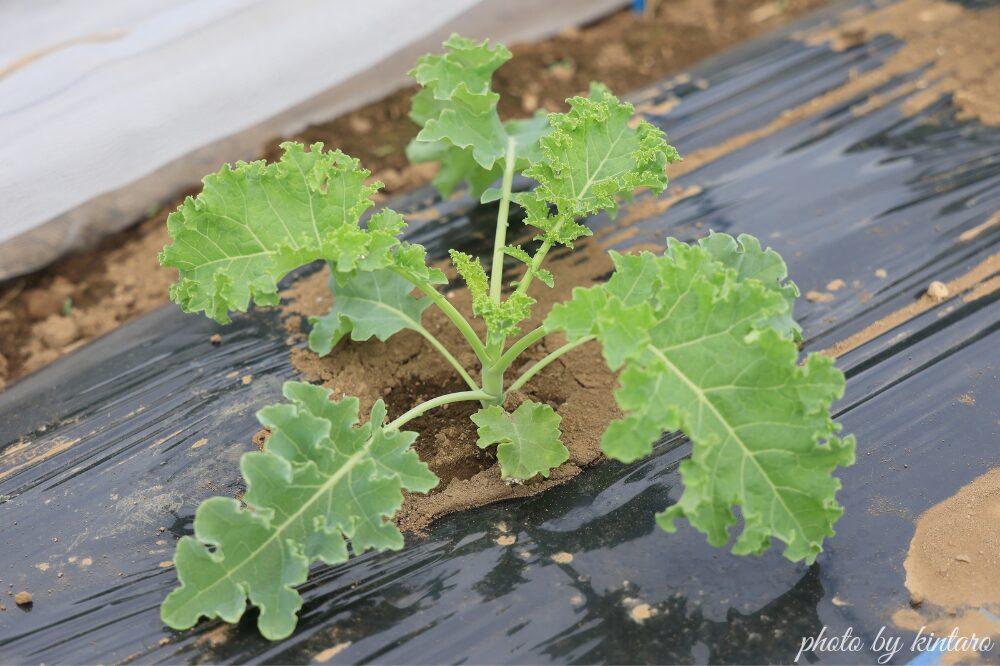 植え付けから約30日後のケール