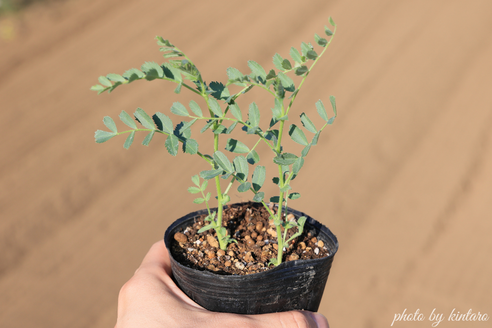 本葉４～５枚で植え付け適期のひよこ豆苗